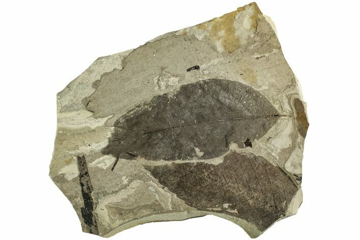 Plate of Fossil Leaves (Fagus) - McAbee Fossil Beds, BC #215713